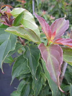 Produktbild von Cornus pumila - Zwerg-Hartriegel - 60-80cm