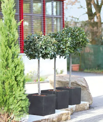 Produktbild von Geli Pflanztopf Kubus 80 x 30 x 27 cm anthrazit