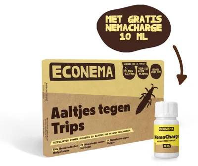 Productafbeelding van Econema Aaltjes tegen trips – tripslarven in kamerplanten bestrijden – 20 m²