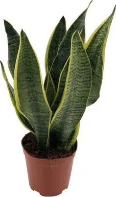 Obrázok produktu pre Sansevieria Superba Ø12 cm ↕40 cm – izbová rastlina čistiaca vzduch