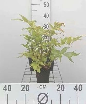 Zdjęcie produktu dla 6 x Cyrtomium falcatum (polystichum falc.) - Paproć sierpowata łukowata - doniczka 9 x 9 cm