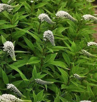 Produktbild von 6 x  Lysimachia clethroides - Pfennigkraut - Topf 9 x 9 cm