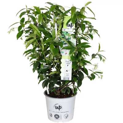 Produktbild von Sternjasmin 60 cm weiss duftend