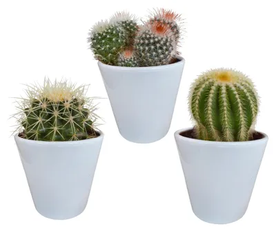 Produktbild von Bolcactus Mix 8,5 Cm | 3 Stück