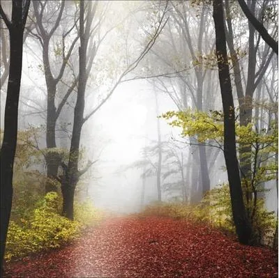 Produktbild von Metallbild Mystic Forest 98x98 cm