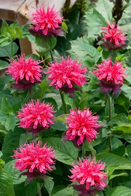 Produktbild von Monarda fistulosa 'Pink Lace', Indianernessel, rosa, ca. 11x11 cm Topf