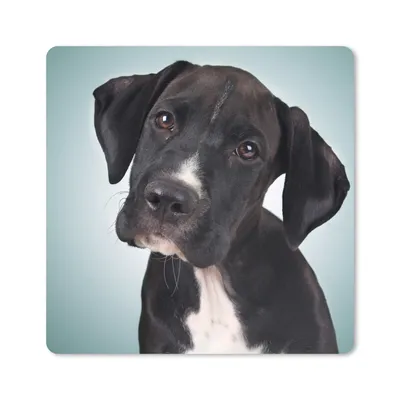 Produktbild von MuchoWow® Mauspad Mousepad Süßer schwarzer und weißer Hund 30x30 cm - Mousepads - Maus Mat - Pad - Mausunterlage - Gaming