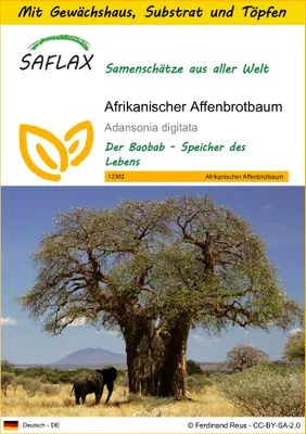 Produktbild von SAFLAX Anzucht Set - Afrikanischer Affenbrotbaum - Adansonia digitata - 6 Samen - Mit Mini-Gewächshaus, Anzuchtsubstrat und 2 Töpfen