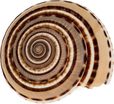 Produktbild von Architectonica perspectiva, Größe ca. 2-3,5cm | Deko-Schnecke