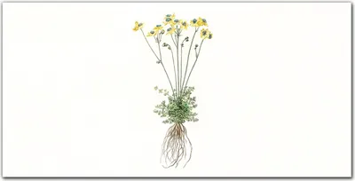 Produktbild von Coloray Küchenrückwand 140x70 Spritzschutz aus Glas - Blumen Pflanzen