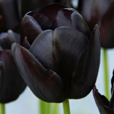 Zdjęcie produktu dla Tulipan Czarny 5 szt Tulipany Cebulki Tulipanów Cebule