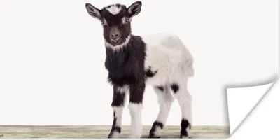 Produktbild von MuchoWow® Poster Ziege - Tiere - Kinder - Jungen - Mädchen 40x20 cm - Poster für die Wand - Poster Schlafzimmer