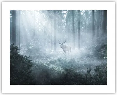 Produktbild von Poster - Poster ohne Rahmen - Hirsch Wald Morgendämmerung - 50x40 cm - Wand Bild - Wanddeko - Wandbilder - Kunstposter - Wandposter - Bilder - Kunstdruck - Wanddekoration - Wandbild - P2XAA50x40-4667