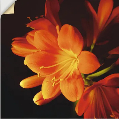 Produktbild von ARTland Wandbild, selbstklebend Clivie in leuchtendem Orange Größe: 50x50 cm