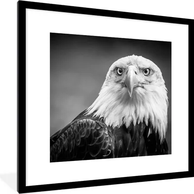 Produktbild von MuchoWow® Gerahmtes Poster Adler - Raubvogel - Schwarz - Weiß - Tiere 40x40 cm - Poster mit Schwarzem Bilderrahmen Wandposter Rahmen Foto Bilder - Poster - Plakat im Rahmen