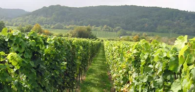 Immagine prodotto di Riesling Mosbacher Forster Pechstein Grosses Gewächs 2020