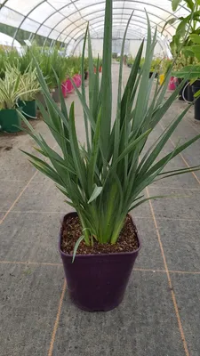 Image de Dianella caerulea CASSA BLUE® ‘DBB03’  / Plante aux Turquoises