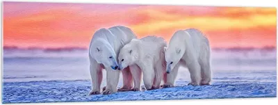 Produktbild von Bilder auf glas - Bären Winter Schnee Familie - 160x50cm - Glasbilder - Wandbilder - Kunstdruck - zum Aufhängen bereit - Wanddekoration aus Glas - Glas Bilder - Wandbild auf Glas - GAB160x50-2836