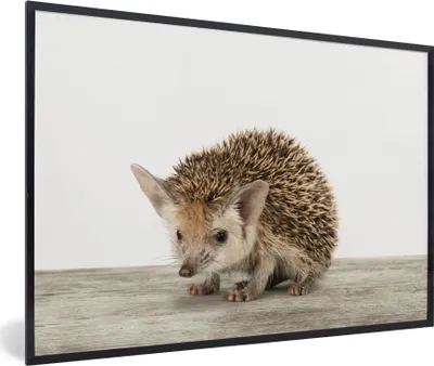 Produktbild von MuchoWow® Gerahmtes Poster Igel - Tiere - Jungen - Mädchen 90x60 cm - Poster mit Schwarzem Bilderrahmen Wandposter Rahmen Foto Bilder - Fotorahmen - Foto-Plakat