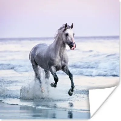 Produktbild von MuchoWow® Poster Pferde - Luft - Meer 50x50 cm - Wohnzimmerdekoration