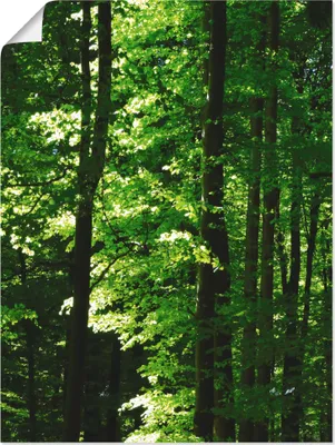 Produktbild von ARTland Poster Im Buchenwald Größe: 45x60 cm