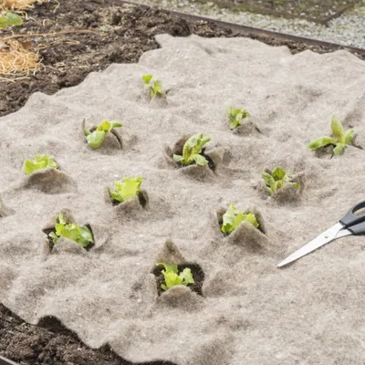 Young lettuce plants are growing through a beige weed mat in a garden bed. A pair of scissors is visible on the right side of the mat.