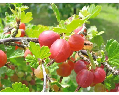 Obrázek produktu pro Angrešt červenýna kmínku beztrnný FloraSelfRibes uva-crispa 'Captivator' květináč 5 l