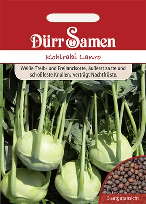 Produktbild von Dürr-Samen - Kohlrabi Lanro - Saatgut - 0524