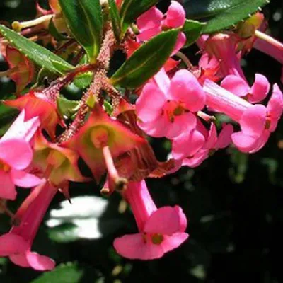 Immagine prodotto di 2 x Andenstrauch - Escallonia rubra macrantha | 40-50 cm in contenitore