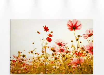 Produktbild von Blumenwiese Leinwandbild 90x60 DD120289 Keilrahmen Wandbild Rot Grün Floral