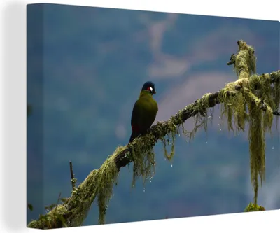 Obrázok produktu pre OneMillionCanvasses® - Obrazy na plátne - 140x90 cm, Hartlaubs turaco na vetve, nástenné umenie Print Wall Decoration