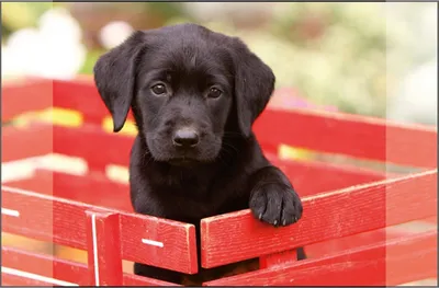 Immagine prodotto di Cuscino da tavolo Kangaroo, cucciolo di Labrador nero, 38 x 58 cm