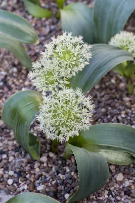 Produktbild von Kugellauch, im Topf - Allium karataviense