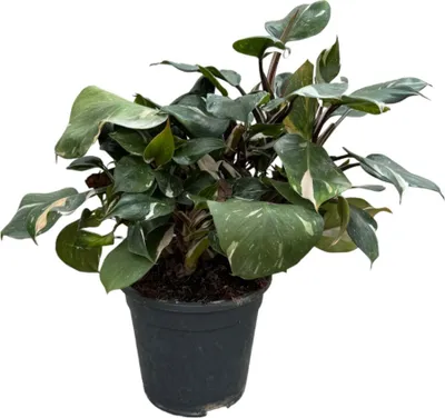 Produktbild von Trendyplants special - Philodendron White Knight - Zimmerpflanze - Höhe 30-50 cm - Topfgröße Ø19cm