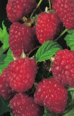 Produktbild von Himbeeren 4-Sorten Kombination 2 x rote - 1 x gelbe und 1 x schwarze Himbeerenpflanzen