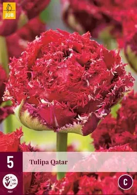 Artikelbild 1 von 'Tulpe Qatar (5 Stück)' aus der Kategorie Tulpenzwiebeln
