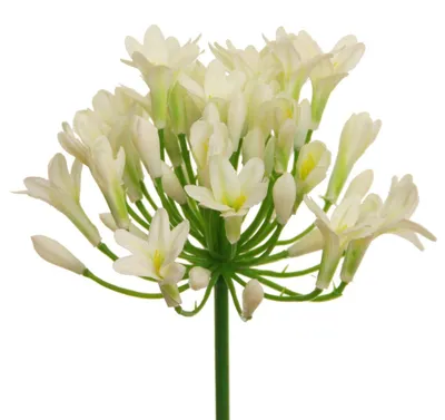 Produktbild von Kunstblume AGAPANTHUS ca 75cm. Liebesblumen, Schmucklilie CREME