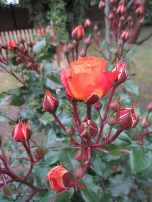 Produktbild von Rosa Phoenix ® - Stammrose Phoenix ® - Kordes Rose
