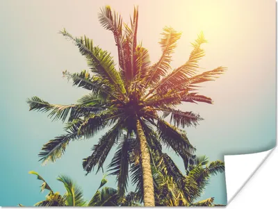 Produktbild von MuchoWow® Poster Palme - Sommer - Tropisch - Sonne 120x90 cm - Wandbild