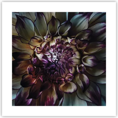 Produktbild von Poster - Poster ohne Rahmen - Blätter Agave Blume - 40x40 cm - Wand Bild - Wanddeko - Wandbilder - Kunstposter - Wandposter - Bilder - Kunstdruck - Wanddekoration - Wandbild - P2XAC40x40-5122