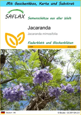 Produktbild von SAFLAX Geschenk Set - Jacaranda - Jacaranda mimosifolia - 50 Samen - Mit Geschenkbox, Versandaufkleber, Geschenkkarte und Anzuchtsubstrat