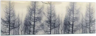 Produktbild von Bilder auf glas - Einteilig - Bäume Vögel Himmel - 160x50cm - Glasbilder - Wandbilder - Bilder - zum Aufhängen bereit - Wanddekoration aus Glas - Glas Bilder - Wandbild auf Glas - GAB160x50-4546