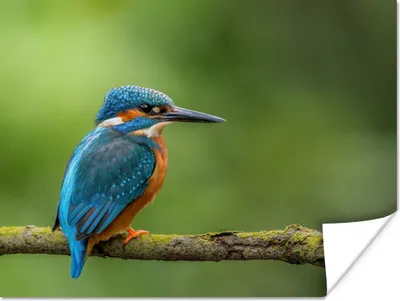 Produktbild von MuchoWow® Poster Eisvogel - Zweig - Moos - Vogel - Grün 160x120 cm - Foto Plakat