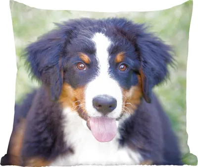 Produktbild von MuchoWow® Zierkissen Sofakissen Wohnzimmer Dekokissen 50x50 cm Berner Sennenhund auf der grünen Wiese - Komfort - Sofakissen