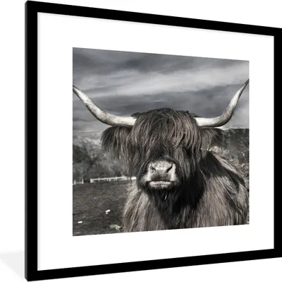 Produktbild von MuchoWow® Gerahmtes Poster Schottischer Highlander - Tiere - Hörner 40x40 cm - Poster mit Schwarzem Bilderrahmen Wandposter Rahmen Foto Bilder - Poster - Plakat im Rahmen