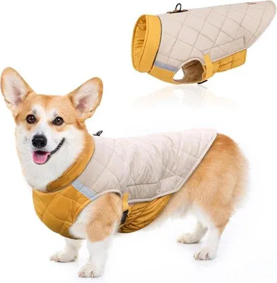 Produktbild von Reflexhose für kleine und mittelgroße Hunde