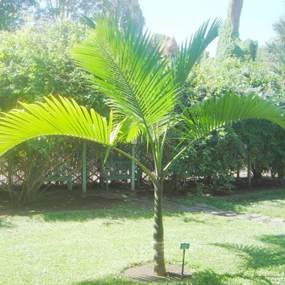 Produktbild von Champagnerpalme (Hyophorbe indica) - 3 Samen