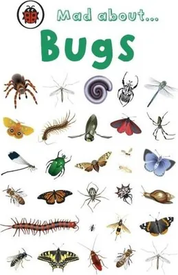 Image de Mad About Bugs