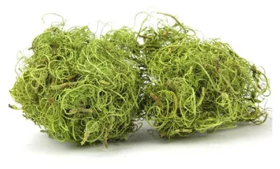 Große Menge krauser grüner Tamarindenfasern aus der Großpackung
