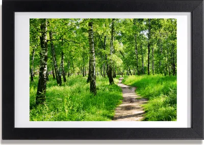 Produktbild von Bild 30x20 MDF-Rahmen, Wandkunst Birkenwald